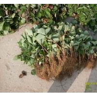 草莓苗什么品種好—草莓苗種植經驗、價格