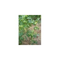 供應(yīng)鈣果苗 棗樹(shù)苗 葡萄苗 花椒苗 梨樹(shù)苗 山楂苗 杏樹(shù)苗