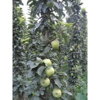 柱狀蘋果苗，紅富士蘋果苗