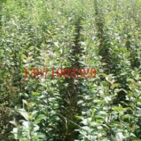 2公分嫁接蘋果苗多少錢一棵，哪里2公分蘋果樹