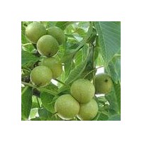 核桃苗多少錢一株？核桃苗價(jià)格
