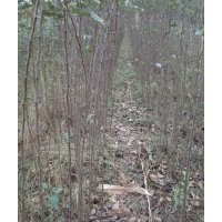 蘋果苗，核桃苗，山楂苗，桃樹苗