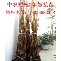 大量出售嫁接核桃苗，3年生白皮松，桂花苗