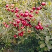 供應鈣果苗價格 鈣果苗基地 鈣果苗圖片
