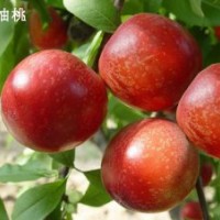 供應果樹苗，桃樹苗，梨樹苗，蘋果苗，山楂苗