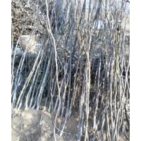 長期供應(yīng)核桃苗，成年樹，薄皮核桃，核桃種