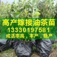 ★四川油茶樹苗|油茶樹產業化種植|油茶高產品種栽培