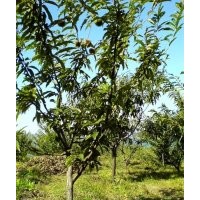 板栗苗、板栗樹苗、華光板栗苗、黃棚板栗苗