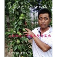 供應柱狀蘋果苗