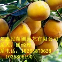 供應山東泰安柿子苗 1-3公分 自家種植 占地用