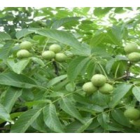 山西核桃苗價(jià)格-嫁接核桃苗價(jià)格