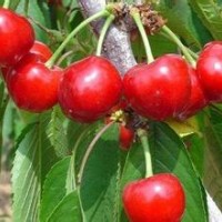 桃樹苗品種，桃樹苗價格如何？櫻桃樹苗基地