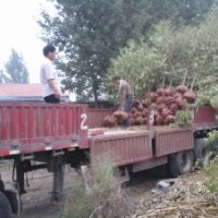 供應(yīng)山桃山杏山楂柿子等各種果樹