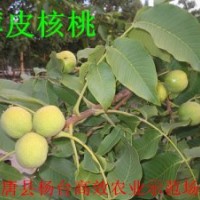核桃苗核桃樹苗價格