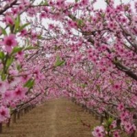 桃花樹苗 嫁接苗 桃樹苗批發 辟邪樹 當年開花