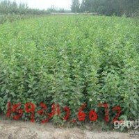 供應梨樹苗等