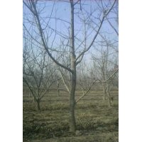 供應(yīng)核桃苗，核桃樹，3公分以上的核桃樹