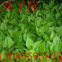 出售五味子苗 枸杞苗 黃菠蘿苗 糖槭苗