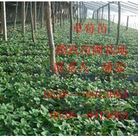 草莓苗、出售草莓苗、草莓苗新品種、草莓苗價格