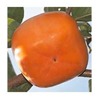 批發銷售桃樹苗1