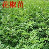 供應山西花椒苗 花椒苗新品種 花椒苗種植基地