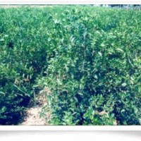 供應棗樹苗 棗樹苗新品種 棗樹苗價格 棗樹苗種植基