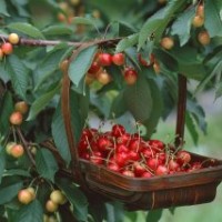 供應8年大櫻桃樹苗2萬株，品種：岱紅（紅燈替代品種）、美早、早