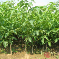 供應(yīng)今年核桃苗，核桃樹各種規(guī)格