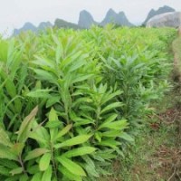 供應廣西桂林陽朔縣白沙楊梅秧苗
