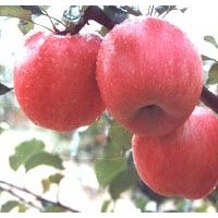 供應蘋果苗;桃樹苗,山楂苗，梨樹苗，