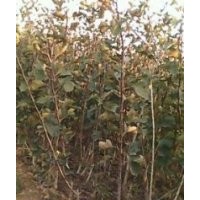 供應桃樹苗,梨樹苗,蘋果苗,山楂苗等果樹苗木