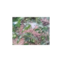 供應山西核桃苗核桃苗價格