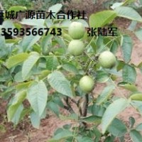 低價出售核桃苗、山西運城廣源苗木合作社