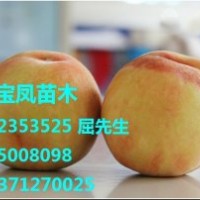 安徽阜陽優(yōu)質桃樹苗新品種