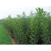 供應蘋果苗蘋果苗圖片蘋果苗價格