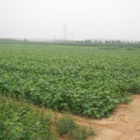 供應和桃子，山楂籽，油松籽，國槐籽，山桃籽