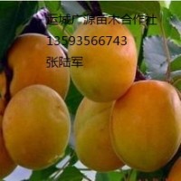 杏樹出售3-10公分優惠價格、各種占地樹出售