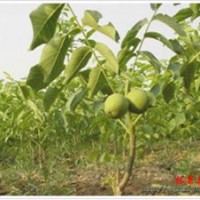 供應薄殼香 遼核 中林 核桃苗
