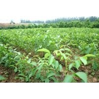 供應桃樹苗 山桃苗