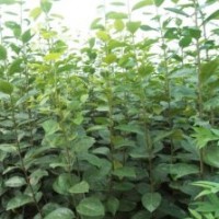 供應梨樹苗、梨樹苗、梨樹苗