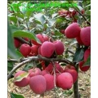 特供占地樹(shù)【蘋果樹(shù) 山楂樹(shù) 】