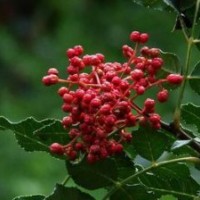 山西優(yōu)質(zhì)花椒樹(shù)苗木