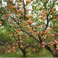 占地蘋果苗 占地山楂樹(shù) 占地桃樹(shù) 占地柿子樹(shù)