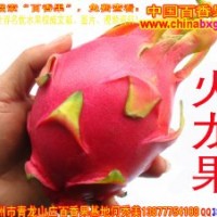供應臺灣特甜紅肉白肉火龍果種苗