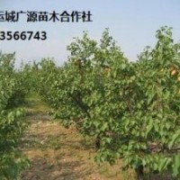 杏樹出售6、7、8公分杏樹、占地樹、優(yōu)惠價格