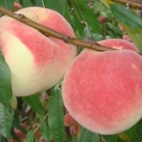 供應冬桃苗，楊梅苗，櫻桃苗，桂花苗，平安樹苗等