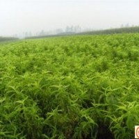 出售桃樹苗，梨樹苗，蘋果苗，棗樹苗，柿子苗等