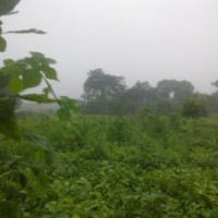 常年供應核桃樹，棗樹，各種綠化樹苗