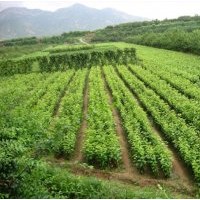 果樹苗，核桃苗