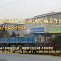 供桃苗【桃樹原生苗，嫁接苗】無中介讓您省中介費